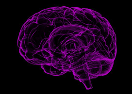 Differences in Conservative and Liberal Brains - 2020 Presidential Election  Site - ProCon.org